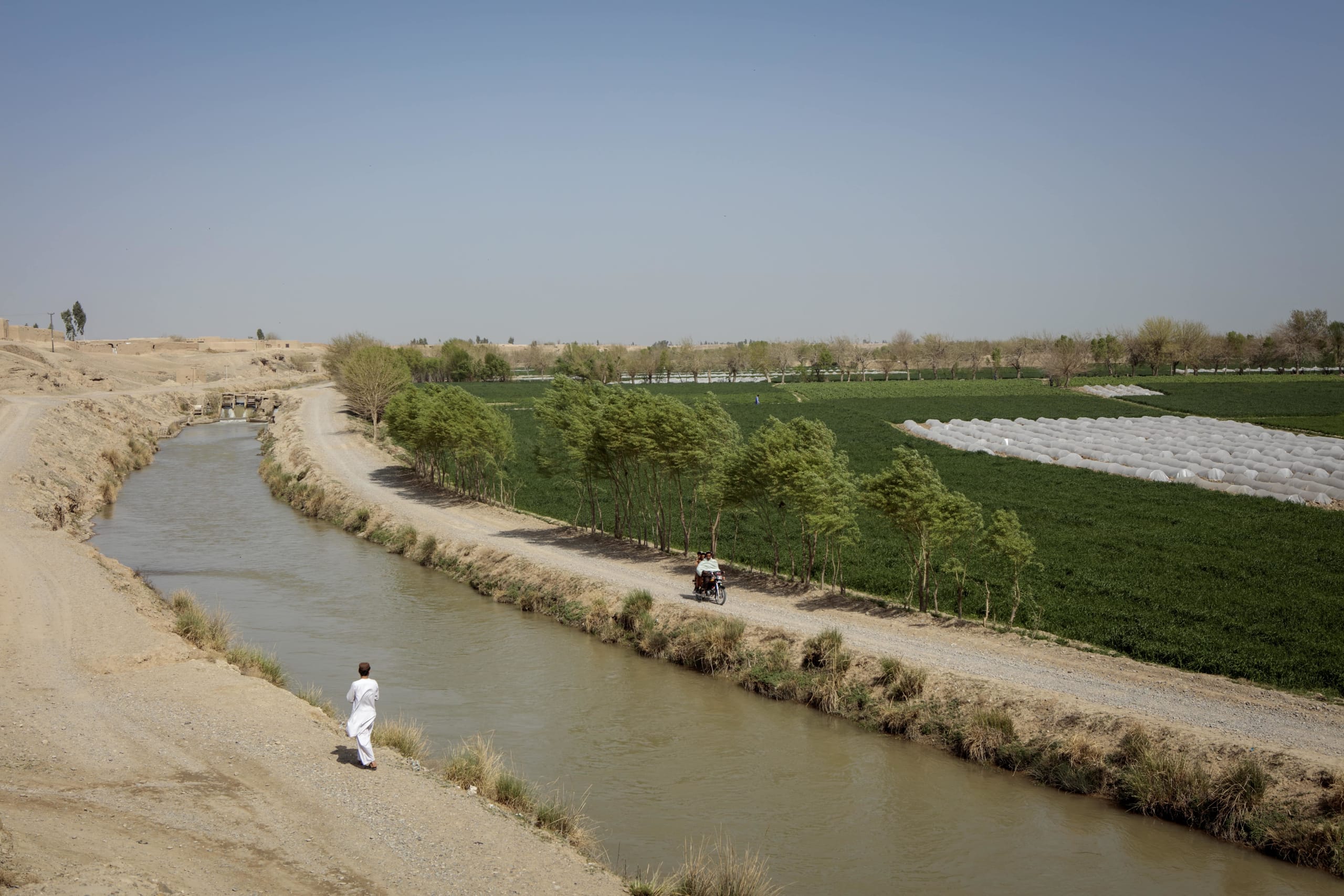 blé céréale champs
